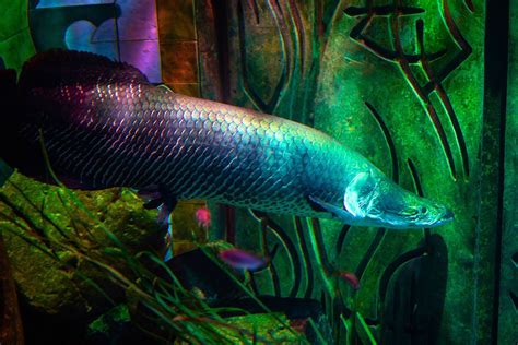 amazon fish|Amazon River Fish: The most known Amazonian species.